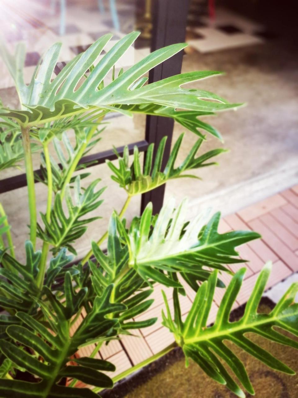 小步洋樓民宿kokokara House Tainan Extérieur photo
